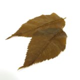 桜葉漬け(国産) 50枚